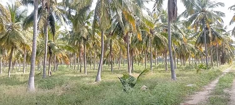 Land for Sale