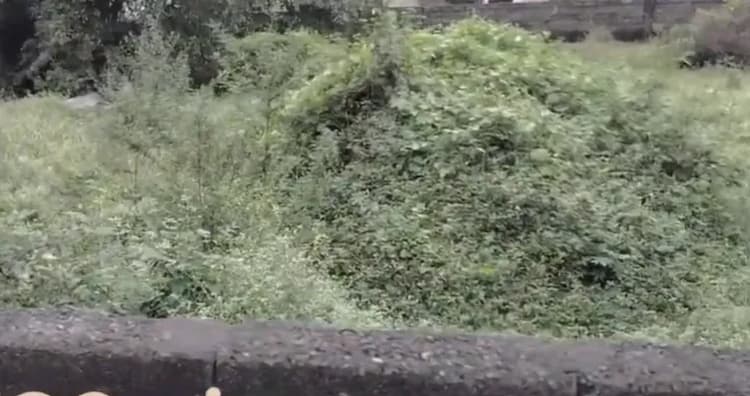 Land for sales