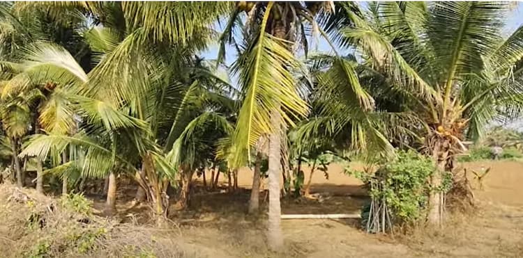 Land for sales