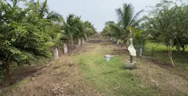 Land for sales