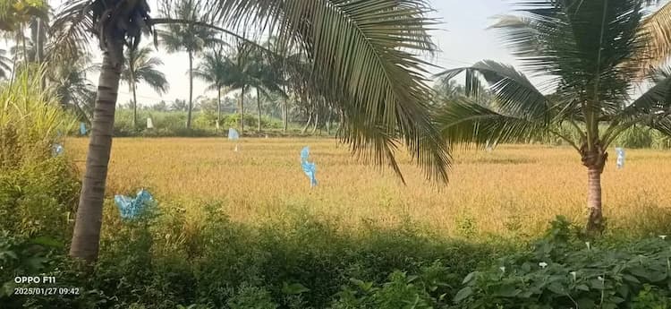 Land for sales