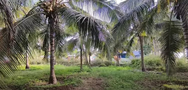 Land for Sale