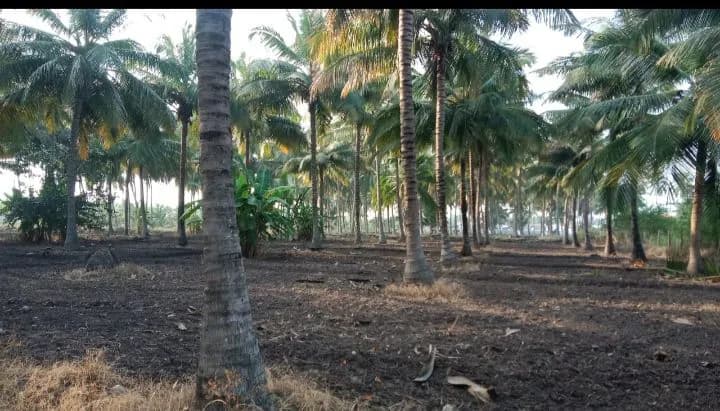 Land for Sale