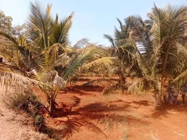 Land for Sale