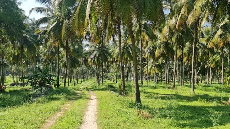 Land for Sale