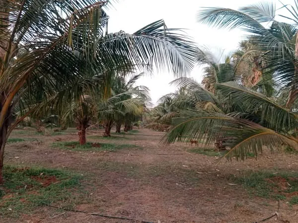 Land for Sale