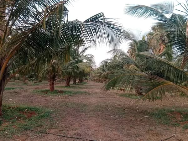 Land for Sale