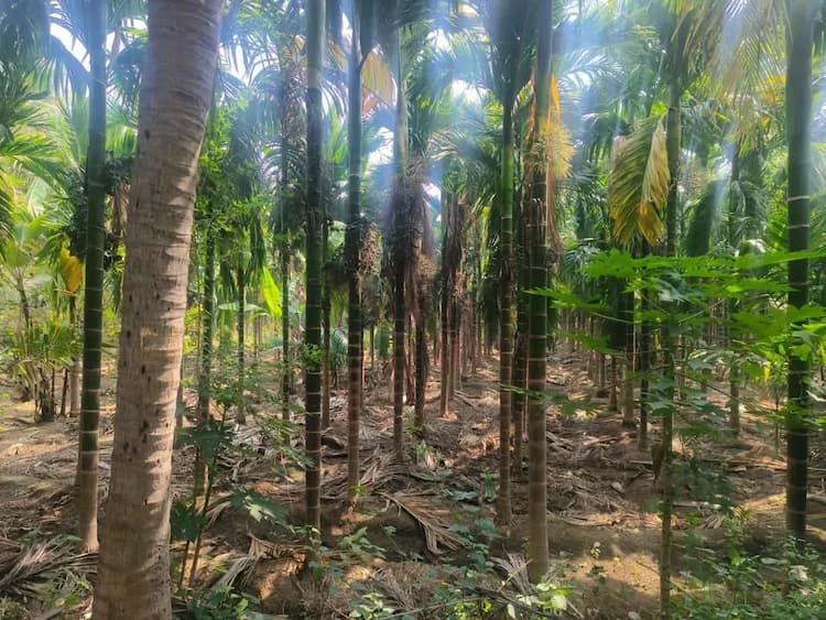 Land for sales