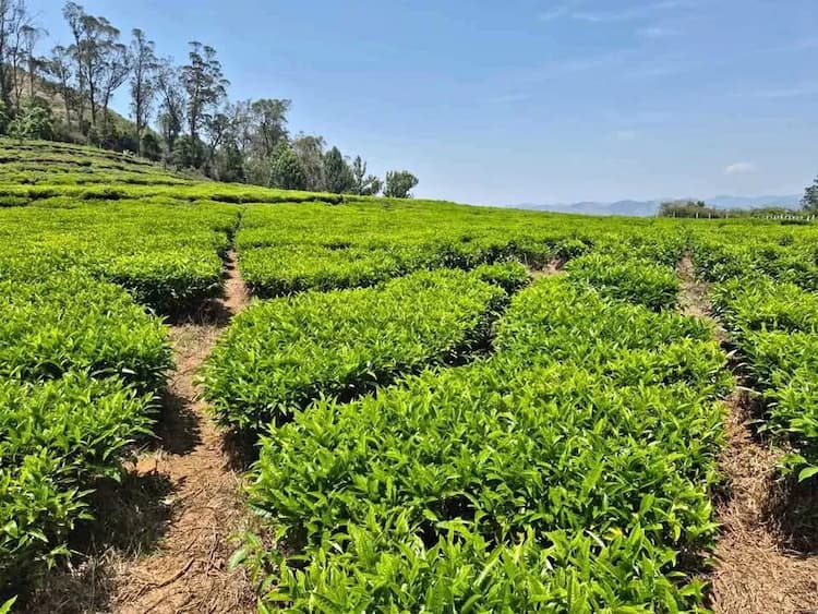 3.2 acre Plot