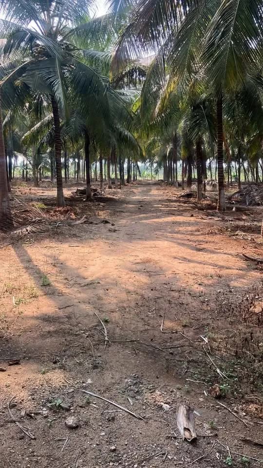 2.50 acre Plot