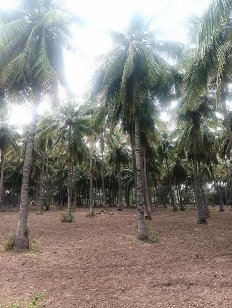 8 Acre Coconut Farm for Sale