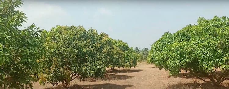 6.5 Acre Mango Farm for Sale