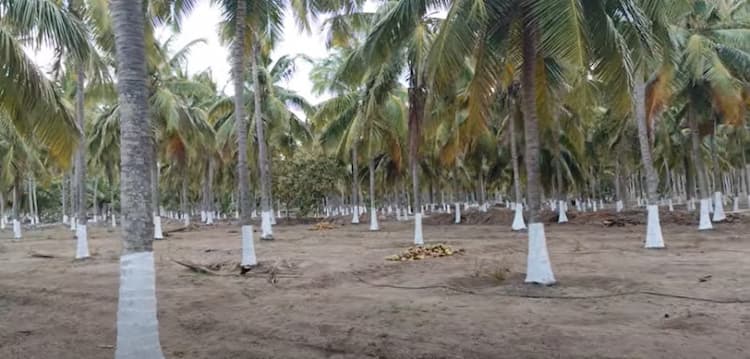 Land for Sale