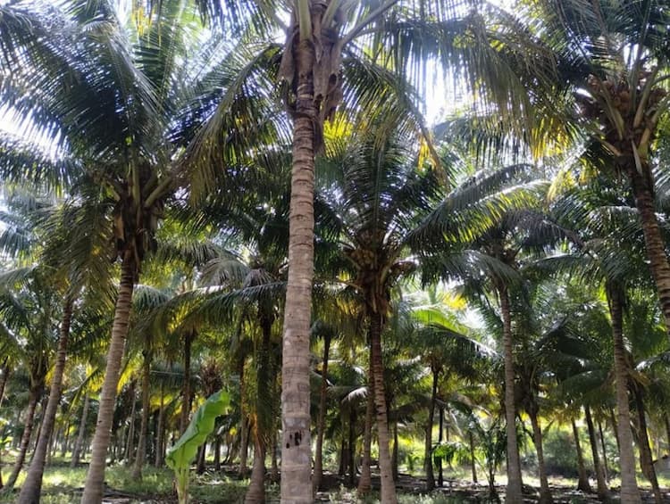 COCONUT & BANANA FARM LAND SALES