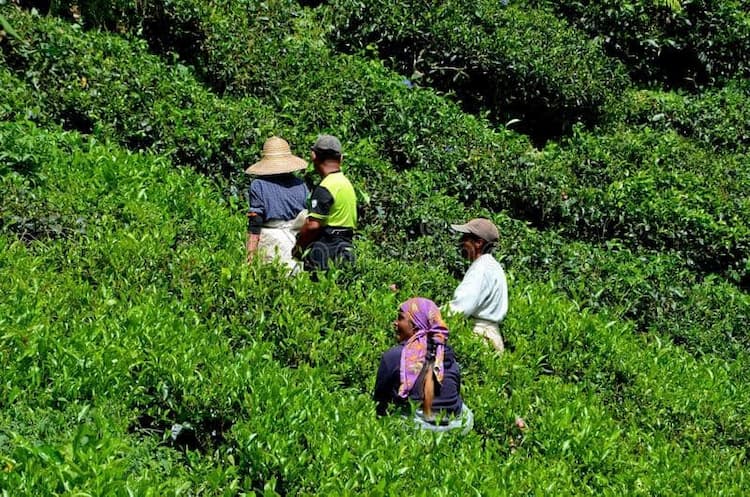 3200 Acres Estate for sale in Ooty