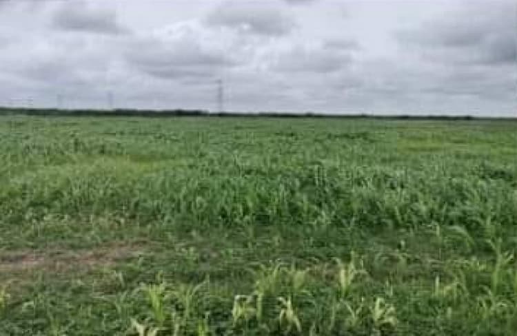 Black Soil Land For Sale