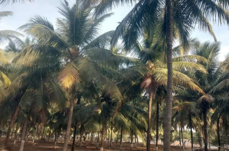 Land for sale