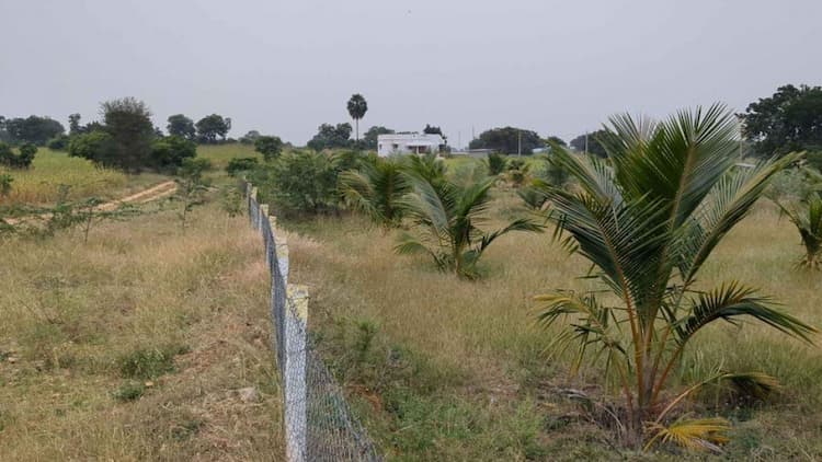coconut farm land for sale