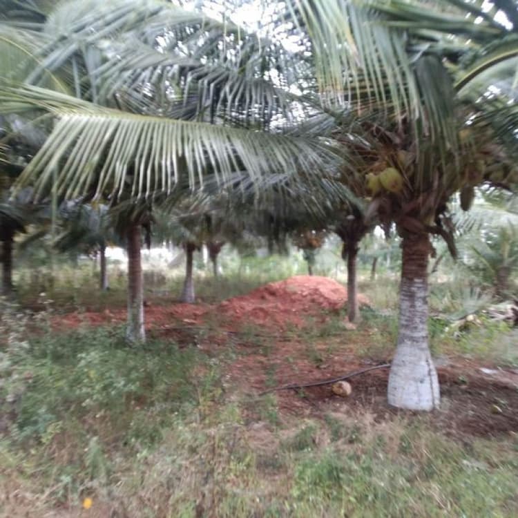 Agri Land For Sale