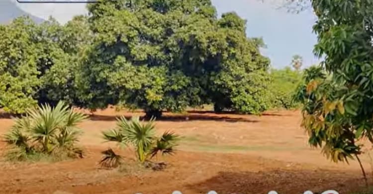 Land for sales