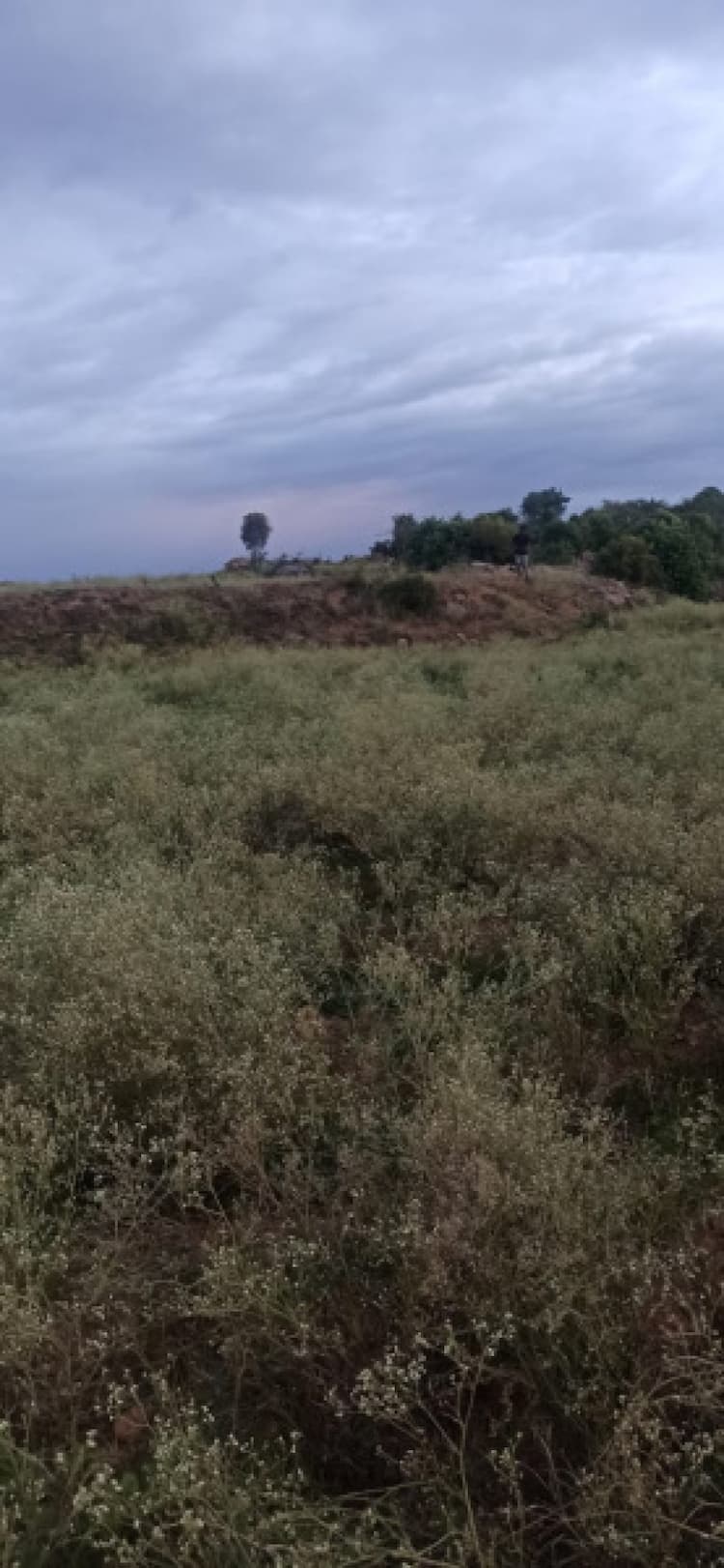 Agricultural Land