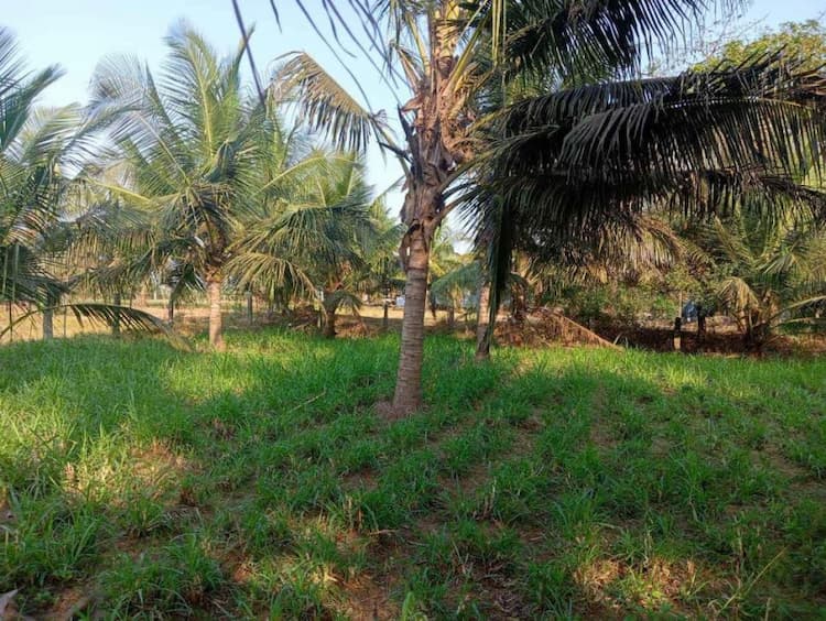 coconut thottam for sale