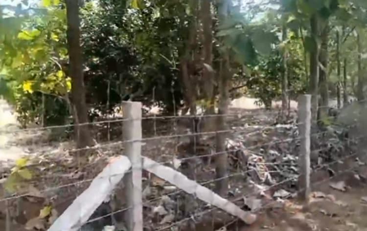 Mango Farm for Sale