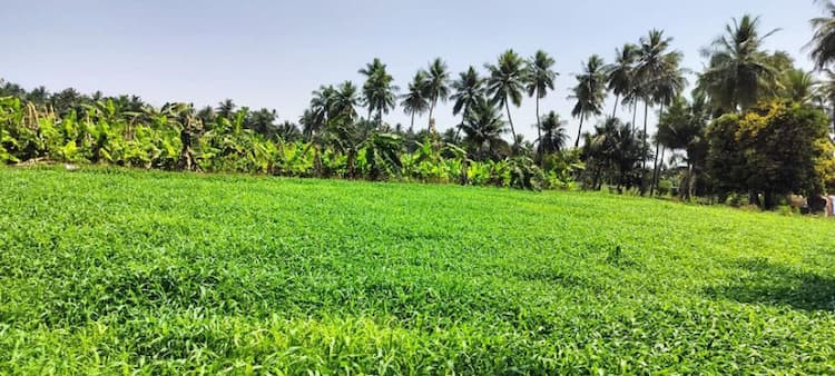 land for sales