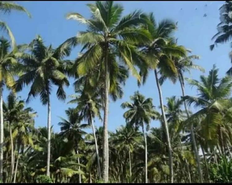 Agri Land for Sale
