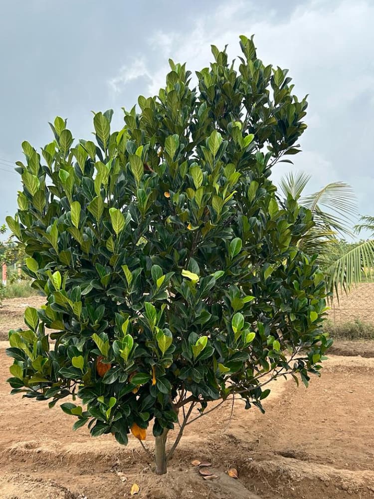 Maruthi Akshaya Vanam