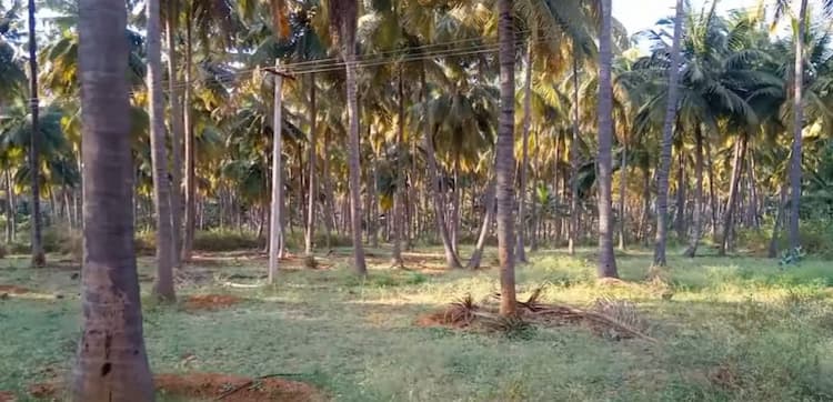 Coconut Farm for Sale