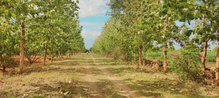 Agricultural Land 