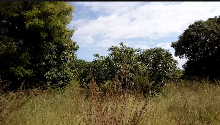 Land for sales