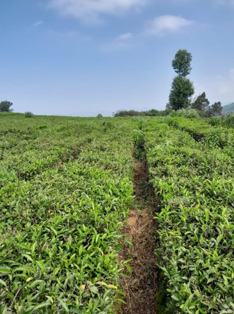 Tea Estate For Sale