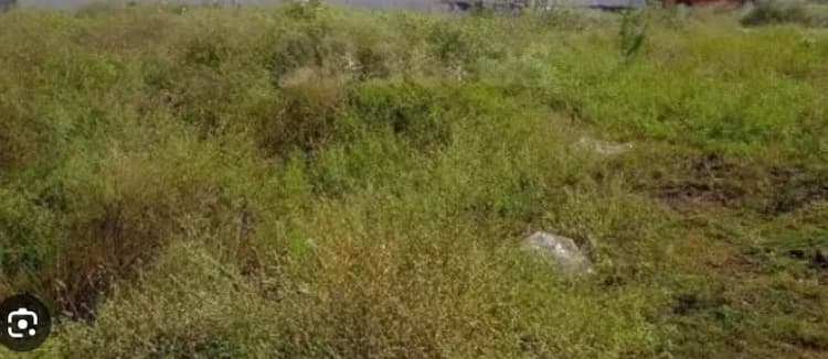 Land for sales