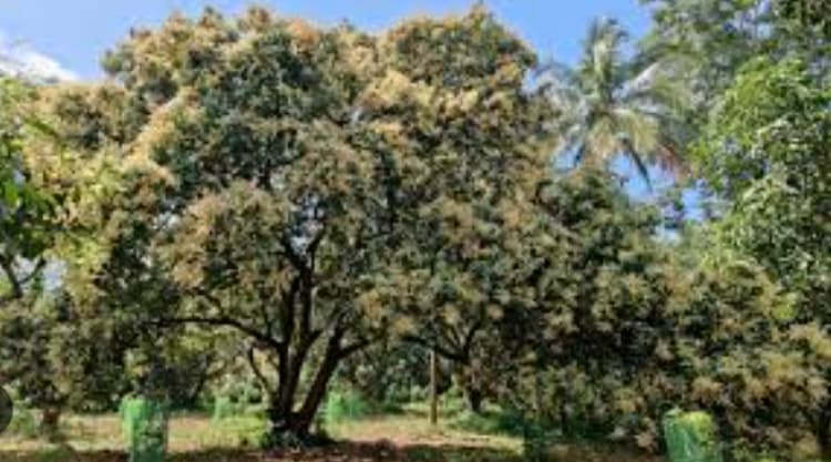 Land for sales