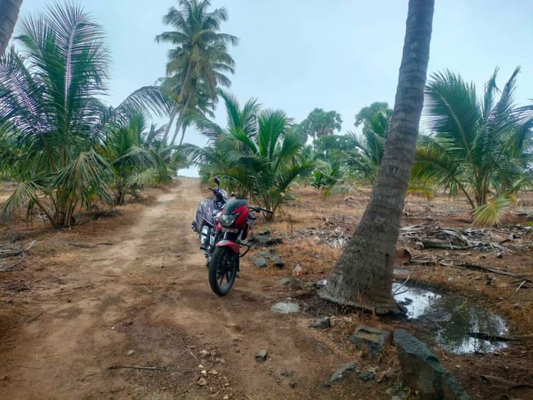 coconut farm land for sale