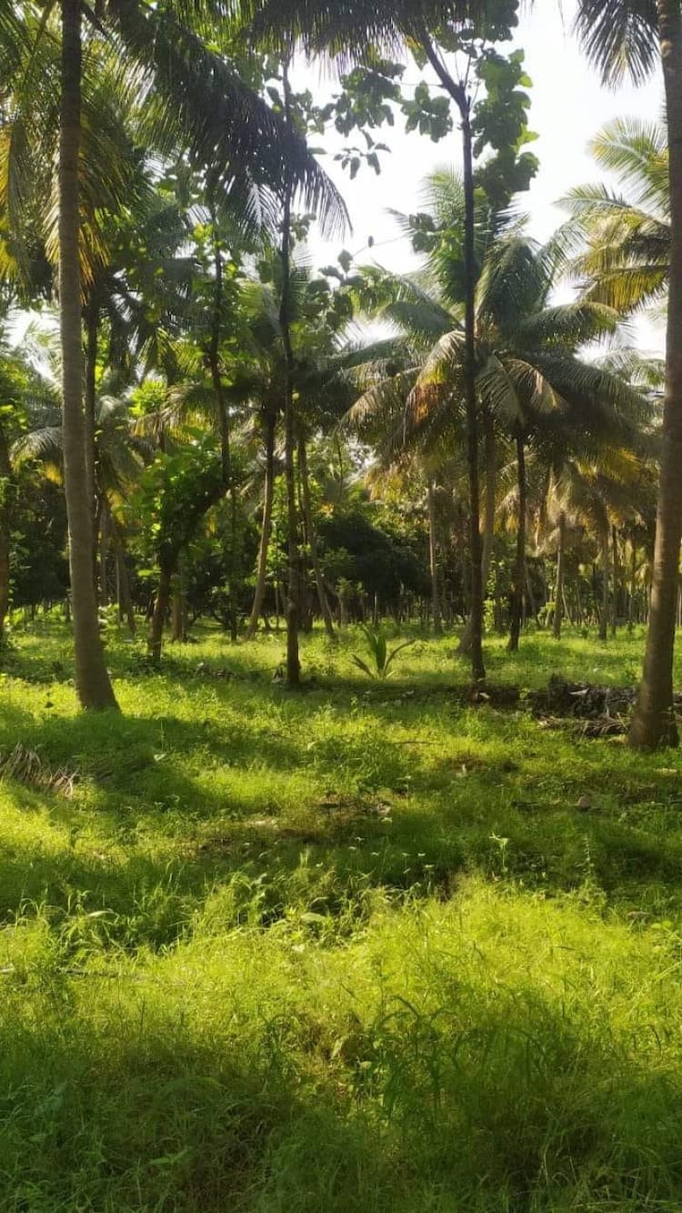 FARM LAND SALES AT AYYAMPALAYAM