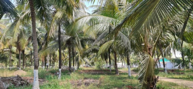 Land for Sale