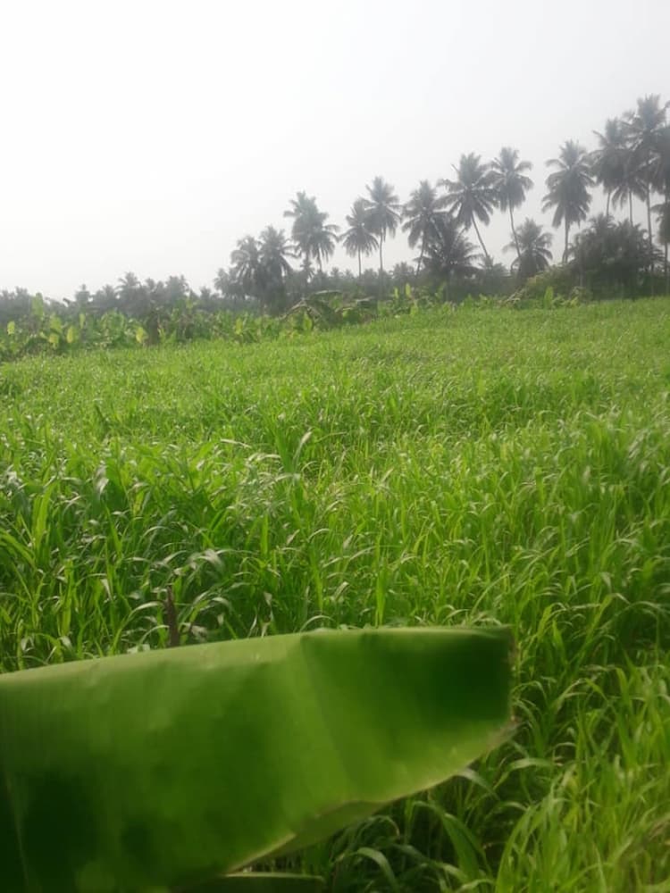 land for sales