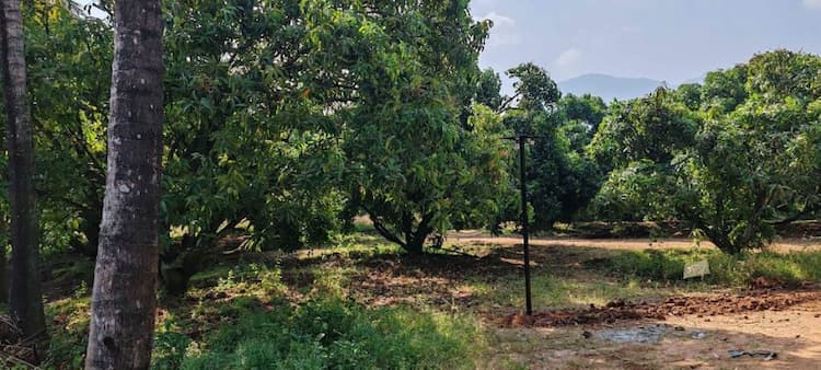 4ACRE mango thoppu with 1 housefor sale 