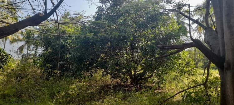  Coconut, Mango Lemon & koiya Farm For Sale near Palani aayakkudi.