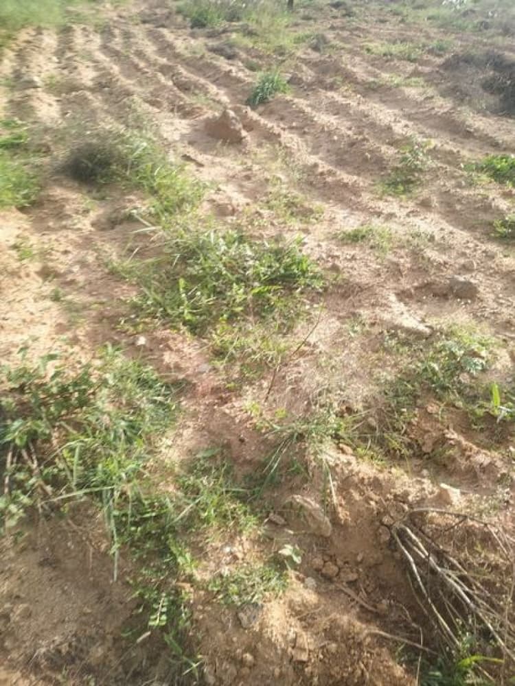 Land sale