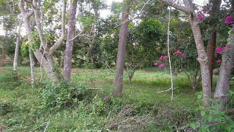 Agricultural Land