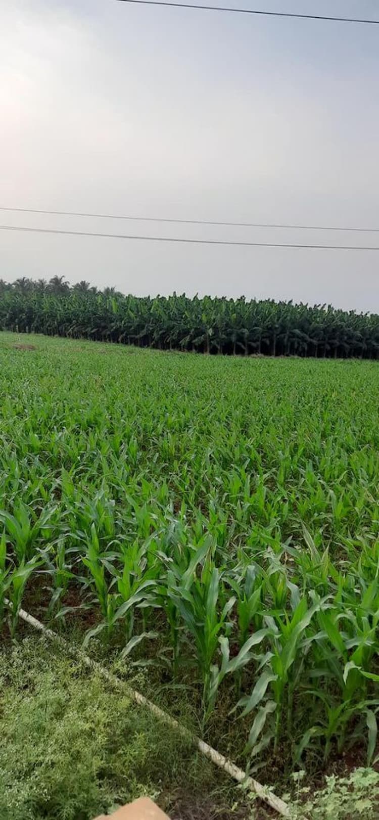 Farm Land For Sale