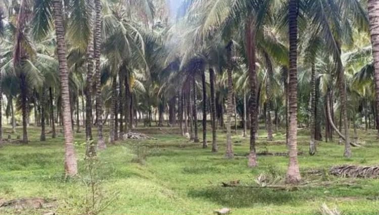 Land for Sale
