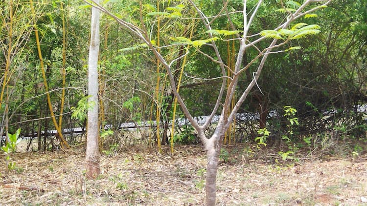 Agricultural Land