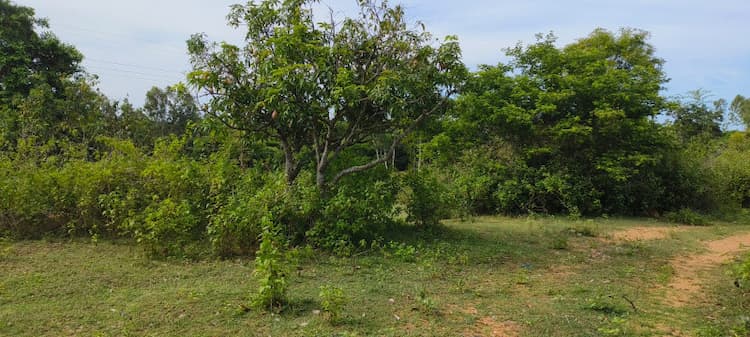 Agricultural Land