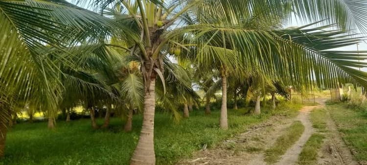 4.60 Acres Coconut Farm 