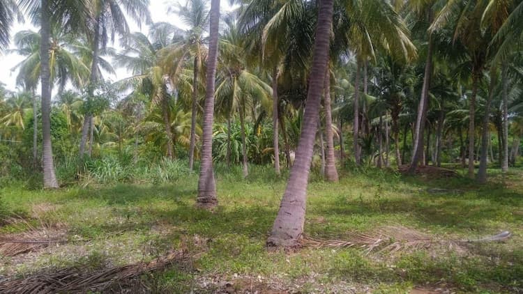 2.50 Acre Coconut Farm Land for Sale